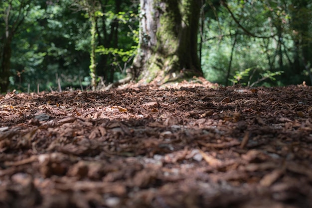 Photo in the wood