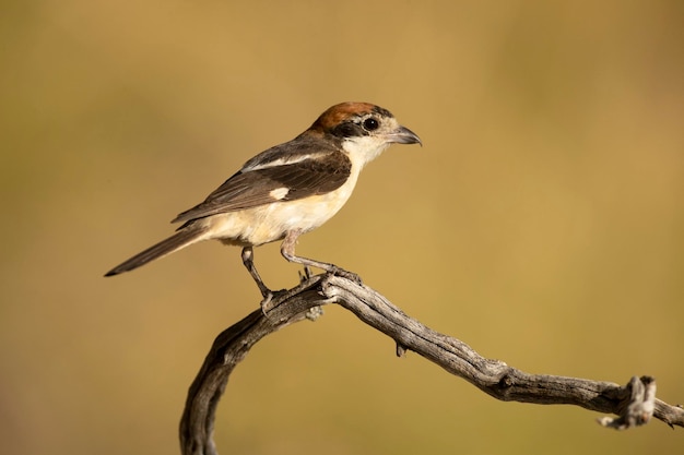 Foto woodchat ha colpito il suo territorio di riproduzione all'interno di una foresta mediterranea con le prime luci