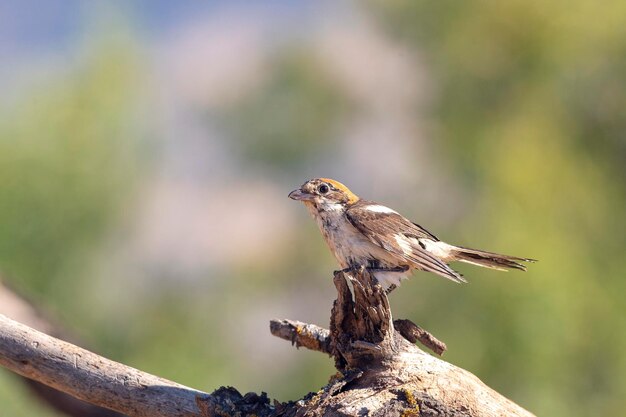 Foto woodchat shrike lanius senator malaga spanje