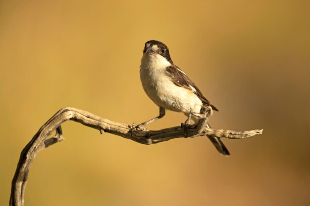 Maschio di averla di woodchat su un ramo all'interno del suo territorio di riproduzione in una foresta mediterranea