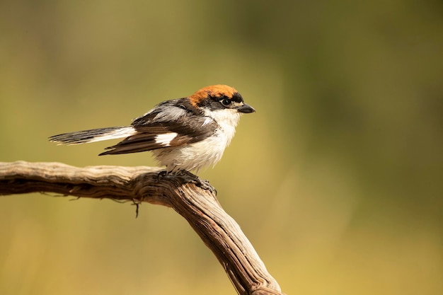 Woodchat shrike male on a perch in his breeding territory in a Mediterranean forest