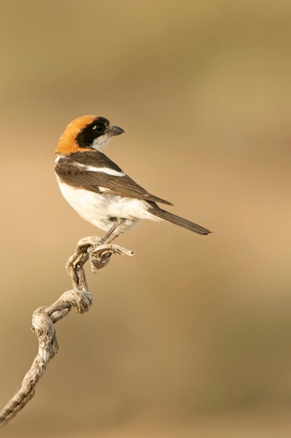 Averla di woodchat al tuo trespolo preferito nelle ultime luci del giorno