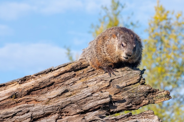 Foto marmotta, seduta, su, uno, ceppo