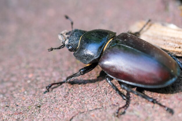 Woodcutter beetle large insect black-brown color close-up macro photography