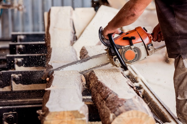 Woodcutter cutting tree with chainsaw on sawmill. Modern sawmill. Industry sawing boards from logs.