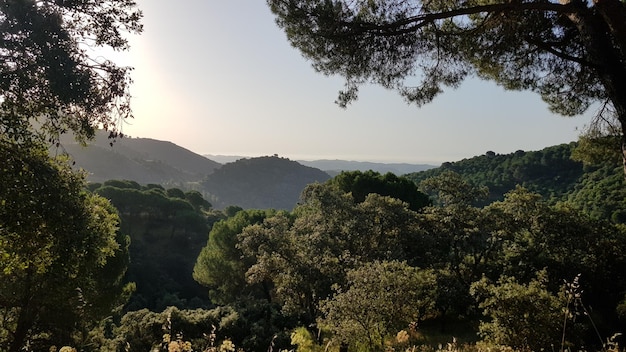 Панорама лесного пейзажа. Вид с воздуха на верхушки деревьев