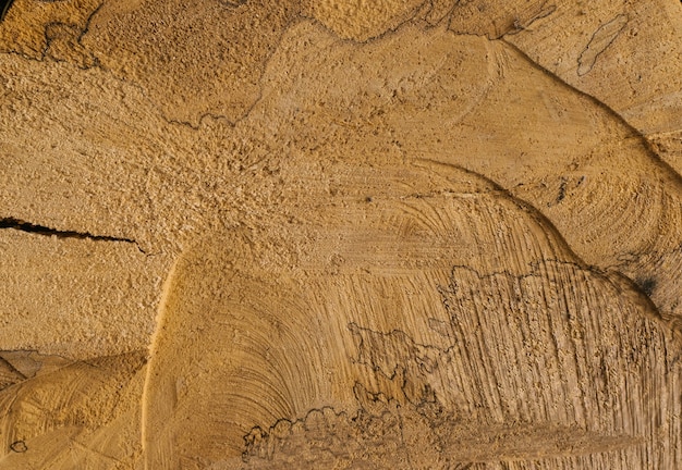 Wooden background.A section of a tree.