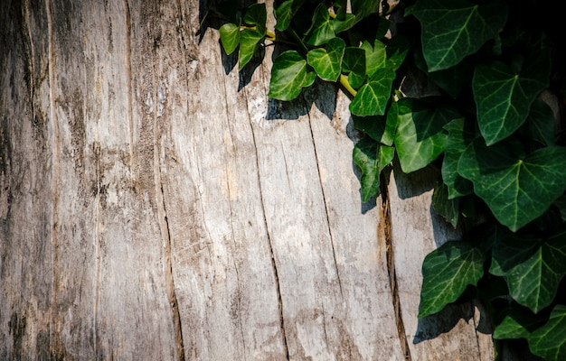 Wooden background with green leaves