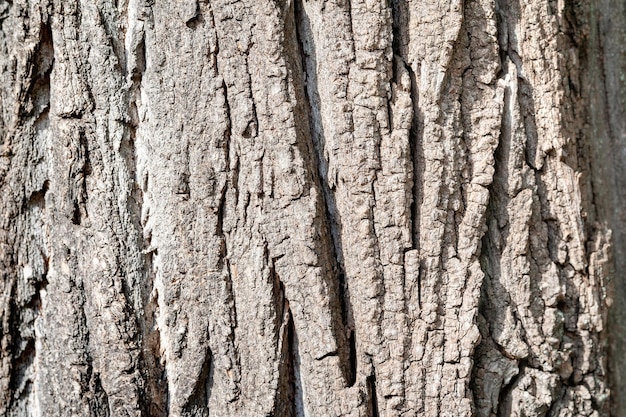 Wooden bark background Texture of wooden bark on a tree trunk Selective focus