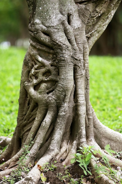 Wooden Bark in the garden , Close up Texture