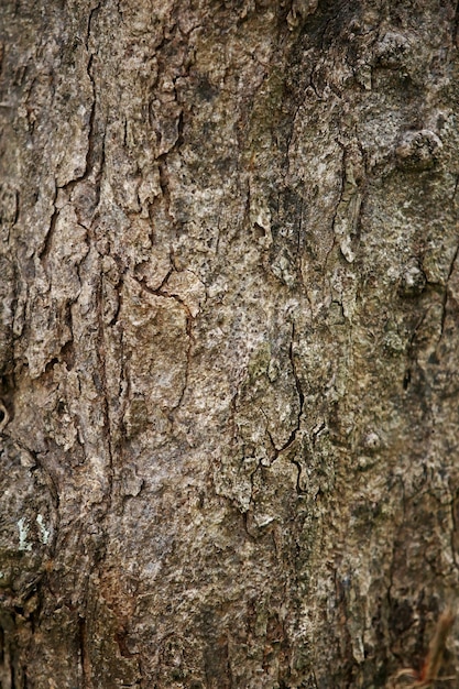 Wooden Bark in the garden , Close up Texture