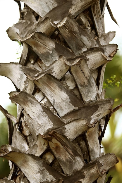 Деревянная кора в саду крупным планом Текстура