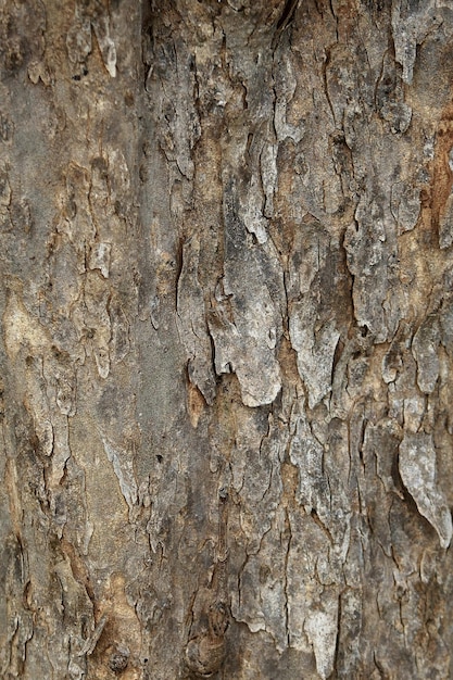 Wooden Bark in the garden Close up Texture