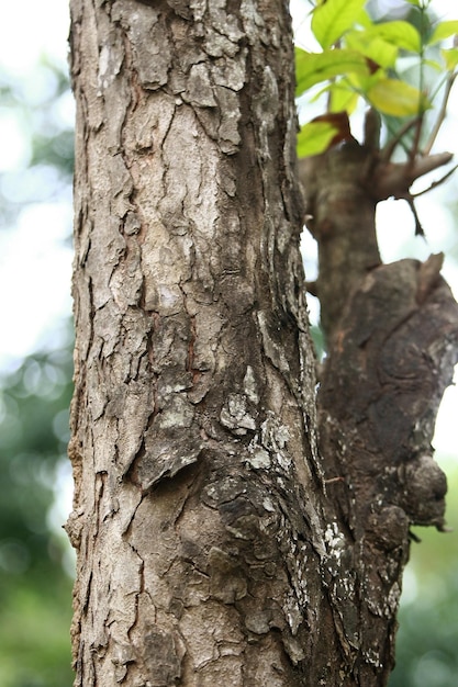 Wooden Bark in the garden Close up Texture