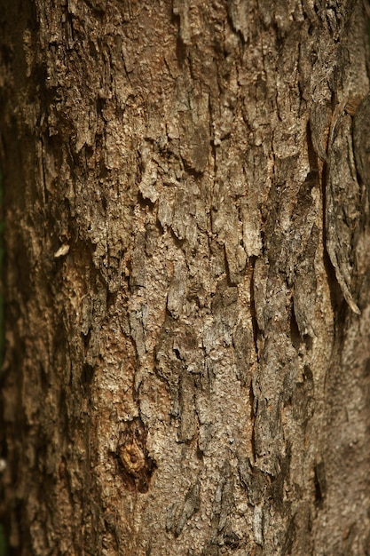 Photo wooden bark in the garden close up texture