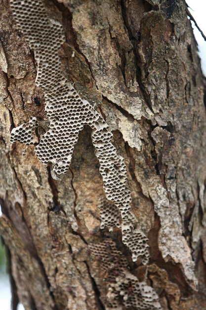 Wooden Bark in the garden Close up Texture