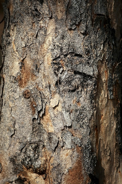 Corteccia di legno nel giardino close up texture