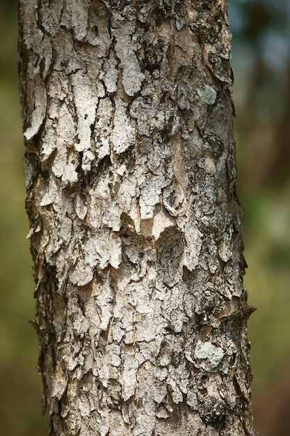 Wooden Bark in the garden Close up Texture