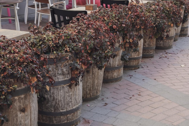 Wooden barrels with plants outdoor in restaurant