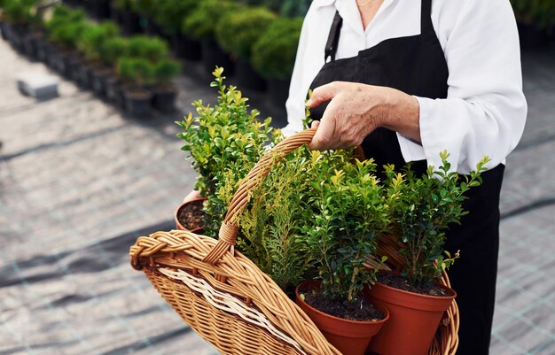 Wooden basket in hands Senior woman is in the garden at daytime Conception of plants and seasons