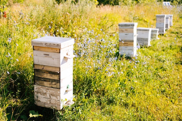 緑の草の牧草地の晴れた夏の日の養蜂場で木製の蜂の巣箱