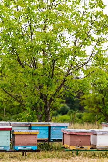 木製のミツバチとミツバチ養蜂場の古いミツバチの入り口にたくさんのミツバチがいます。