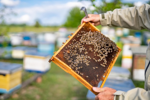 Wooden beehive frame holding in hands Beekeeper holding frame with honey