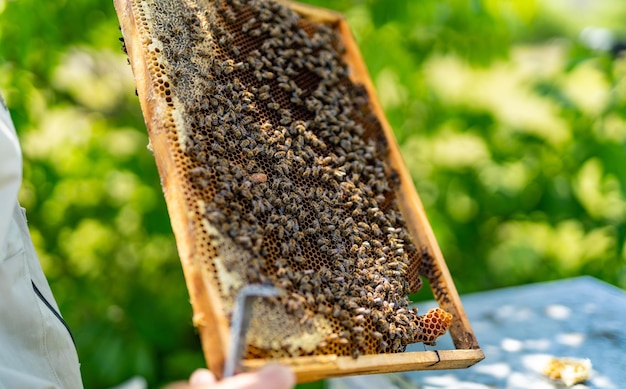 Wooden beehive frames with bees Summer honey farming apiary