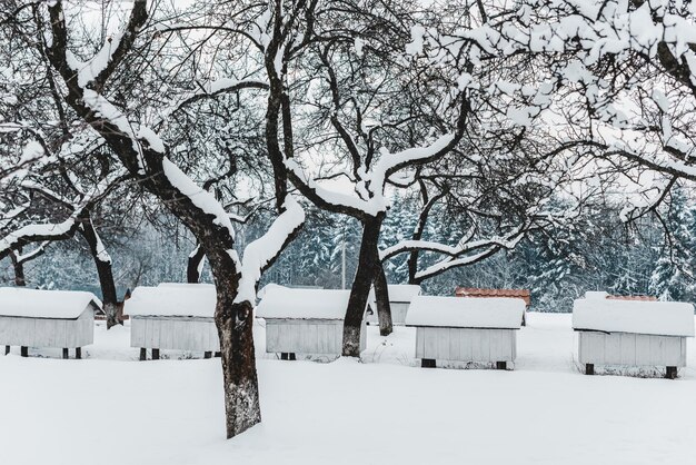wooden beehives covered snow trees