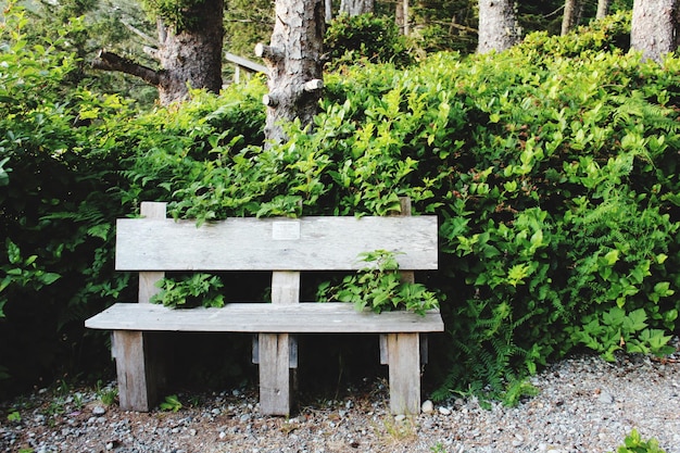 Photo wooden bench against plants in park