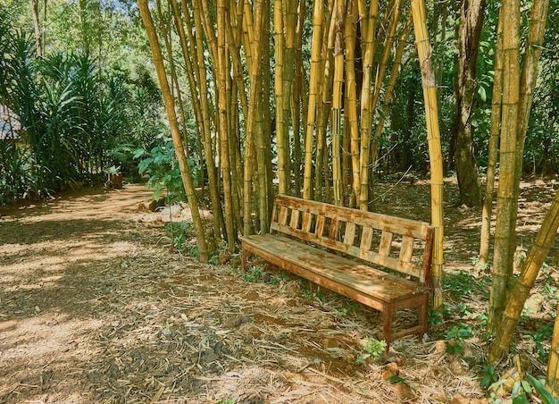 竹の庭の木製のベンチ