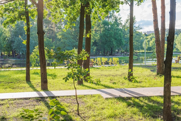 Wooden bench in beautiful green sunny park