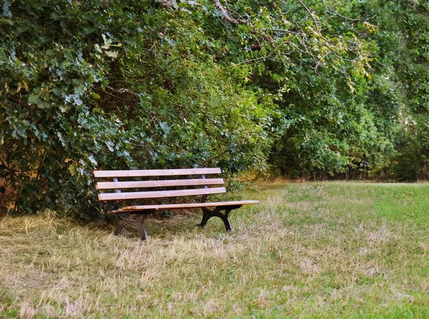 Wooden bench under green trees in park