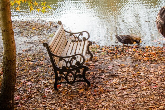 Wooden bench in the middle of park