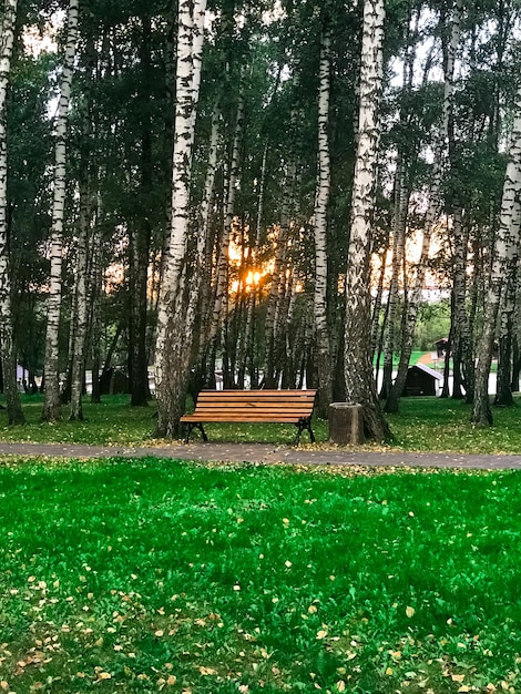 Wooden bench in nature by the tree.