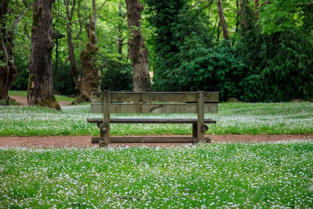 Wooden bench in park