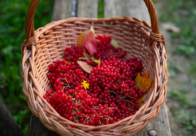 On a wooden bench there is a wicker basket with clusters of viburnum, forest gifts of autumn