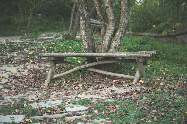 Wooden bench under tree