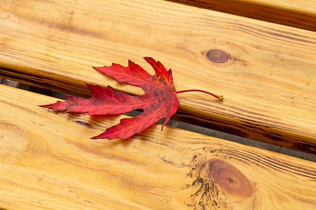 Wooden bench with dry leaf in the city park in autumn