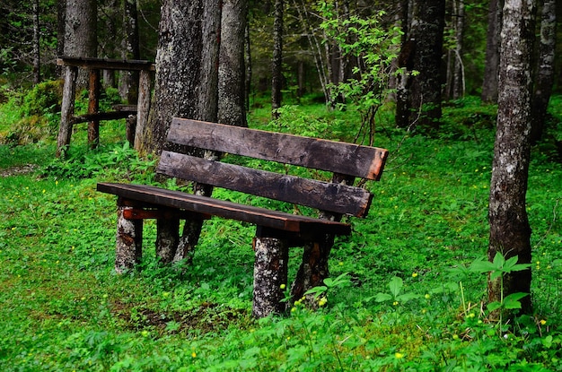 Деревянная скамейка в лесу