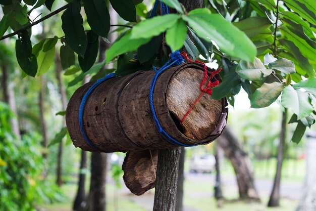 Wooden bird feeder on tree in Bali Indonesia