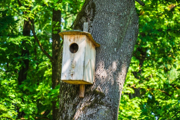 Wooden Birdhouse Hanging on Tree in the city Park.