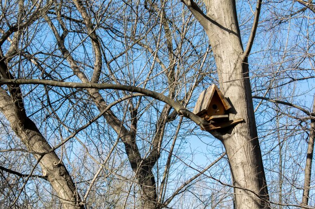 Birdhouse di legno su un albero nella foresta e nel parco