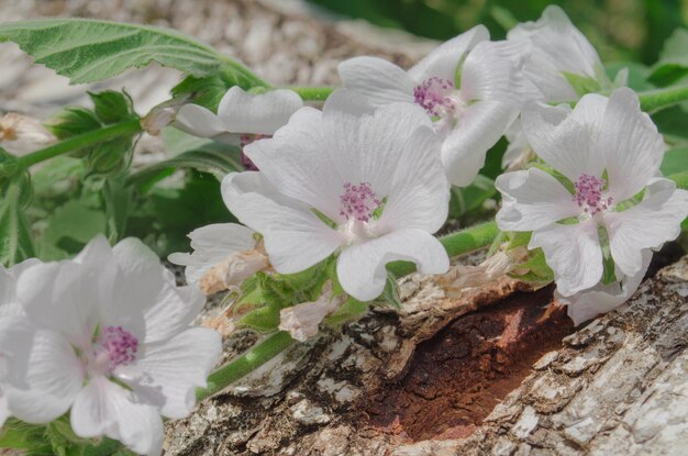 Wooden board and common marsh mallowMarshmallow Althaea officinalis flower