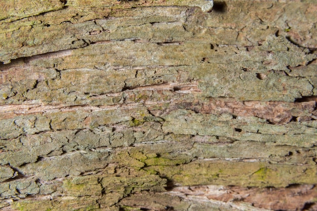 Wooden board macro background