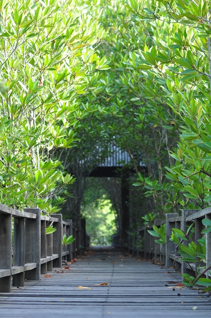 맹그로브 숲에 나무 보드 산책