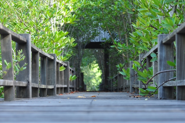 사진 맹그로브 숲에 나무 보드 산책