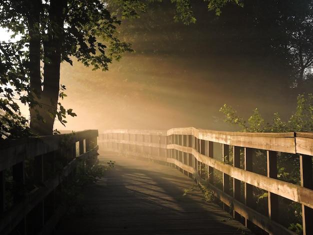 Wooden boardwalk amidst trees in park