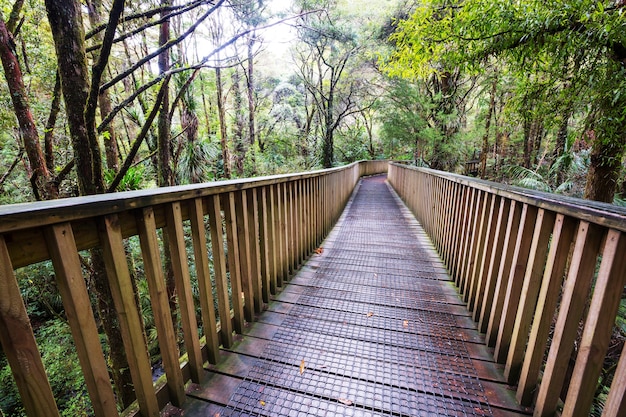 Wooden boardwalk in the forest