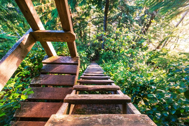 Wooden boardwalk in the forest